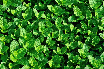 Mint plant growing at vegetable garden