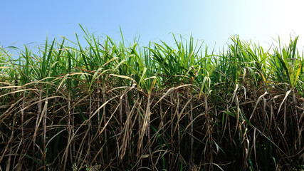Sugarcane plants growing at field