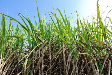 Sugarcane plants growing at field