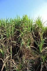 Obraz premium Sugarcane plants growing at field