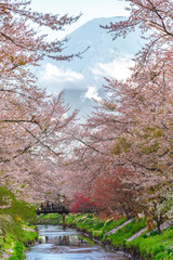 Full bloom of Cherry blossom tree along river with Mount Fuji in background - 272915217