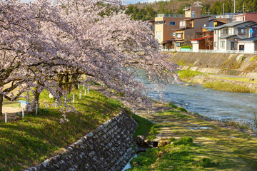 Full bloom of Cherry blossom tree along river - 272915220
