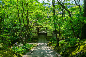 京都　常寂光寺の新緑