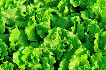 Green lettuce plants in growth at field