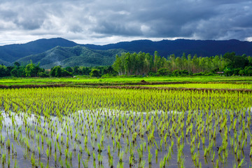 Fototapeta na wymiar Young rice field with tropical mountain background under cloud sky