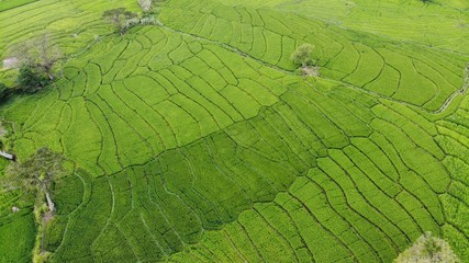 Rice Field on Drone