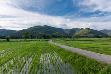 Fototapeta na wymiar Young rice field under blue sky, Thailand