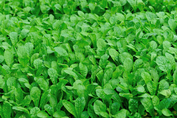 Green fresh leafy vegetables in growth at garden