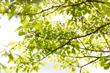 panoramic Green leaves on white background 