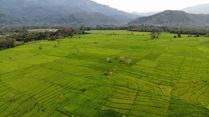 Obraz premium Yellowish paddy Field