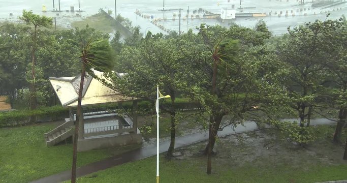 Hurricane Winds Buffet Trees As Major Storm Hits Coast - Megi