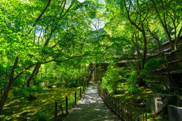 Fototapeta premium 京都 祇王寺の新緑 
