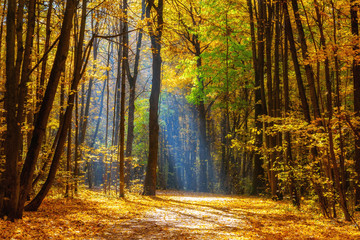 Obraz premium Alley in the sunny autumn park at foggy morning