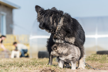 Dog mom plays with a puppy.