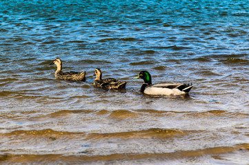 Changchun Beihu National Wetland Park Landscape