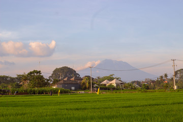 View of Agung volcano from rice fields on sunset