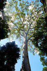 Old stone ruin historical site, tall tree