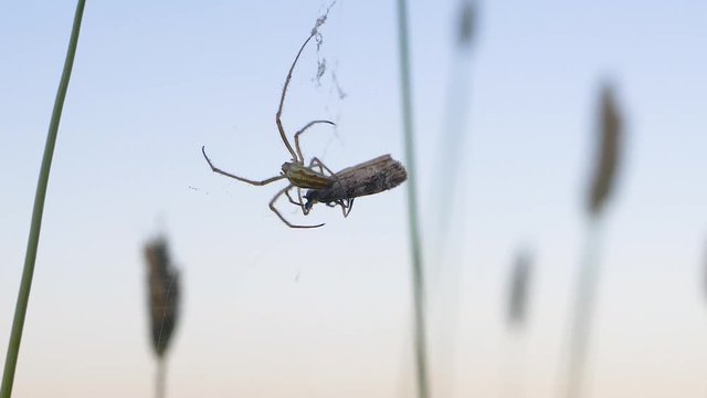 Spider capturing a moth in its web