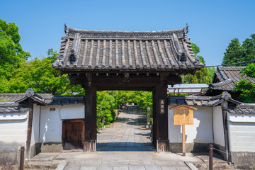 Fototapeta premium 京都 養源院の新緑 