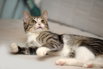 striped with a white young playful cat