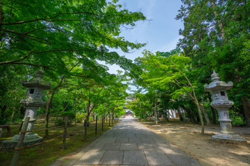 京都　光明寺の新緑