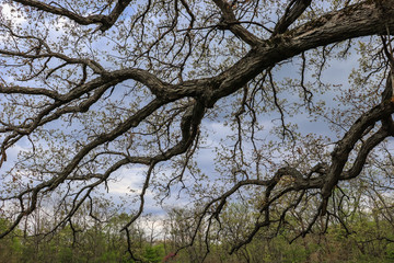 tree in spring