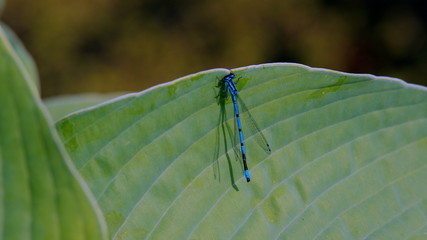 Dragonfly on a leaf