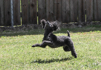 bouncing poodle