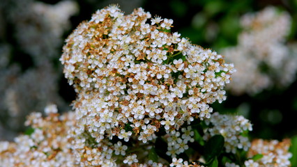 Small flowers on the herb