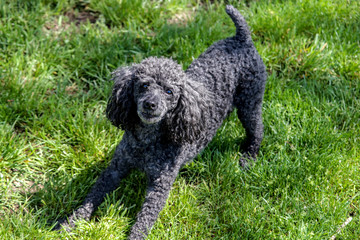 Black toy poodle