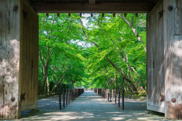 京都　光明寺の新緑