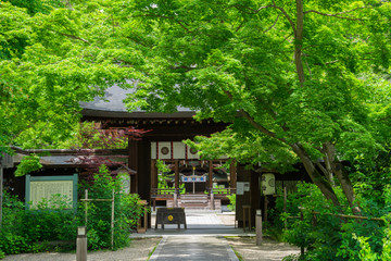 京都　梨木神社　新緑　