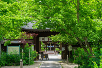 Obraz premium 京都 梨木神社 新緑 