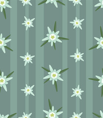 Seamless pattern with flowers edelweiss.Stylish alpine background.Vector illustration.