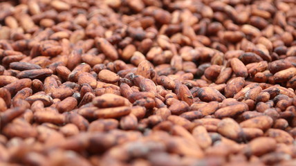 Cacao fino de Aroma de la Amazonía del Ecuador, Chocolate orgánico