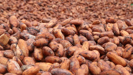 Cacao fino de Aroma de la Amazonía del Ecuador, Chocolate orgánico
