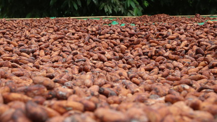 Cacao fino de Aroma de la Amazon&iacute;a del Ecuador, Chocolate org&aacute;nico