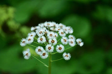 ふきのとうの綿毛