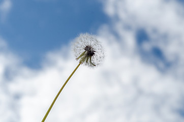 Fluffy dandelion against the sky