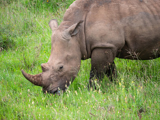 Rhino is Nairobi National Park, Kenya