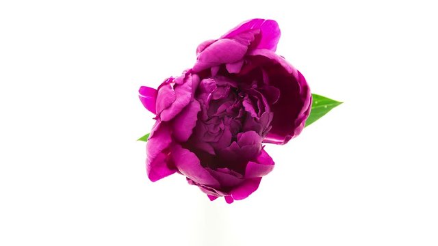 Timelapse of dark purple fully double peony flower blooming on white background top view