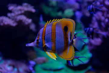 Fototapeta na wymiar Fish in water tank
