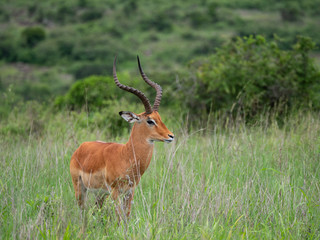 Naklejka na ściany i meble Impala in Nairobi National Park, Kenya