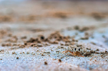 Fototapeta na wymiar Small crab in the sand