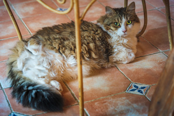 chat