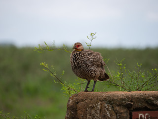 Yellow-necked spur-fowl (Francolinus leucoscepus) in Nairobi National Park, Kenya