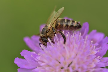 Nahaufnahme einer Honigbiene beim Sammeln von Pollen auf einer lila wiesenblume mit grünem Hintergrund