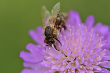 Nahaufnahme einer Honigbiene beim Sammeln von Pollen auf einer lila wiesenblume mit grünem Hintergrund