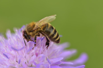 Nahaufnahme einer Honigbiene beim Sammeln von Pollen auf einer lila wiesenblume mit grünem Hintergrund