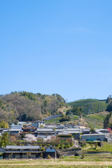 写真素材: 京都府和束町の茶畑　春